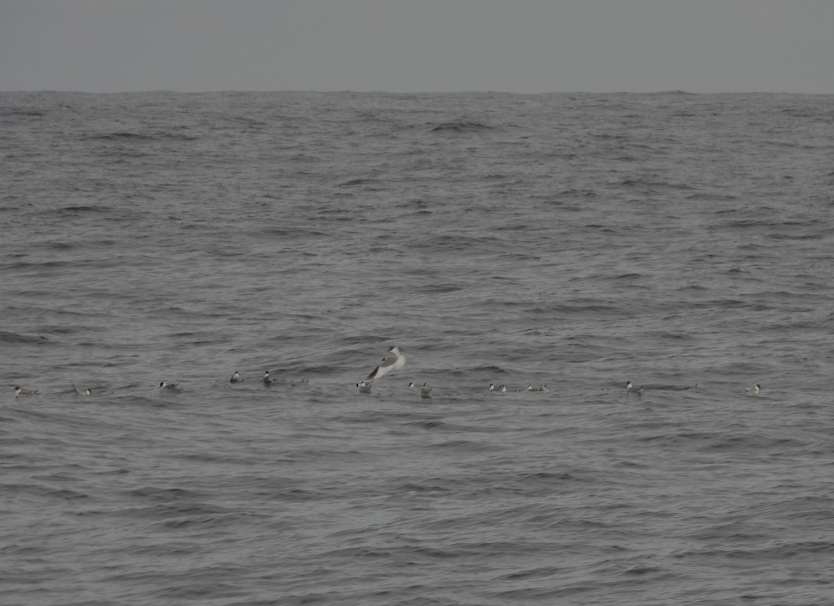 Sabine's Gull - ML636544805