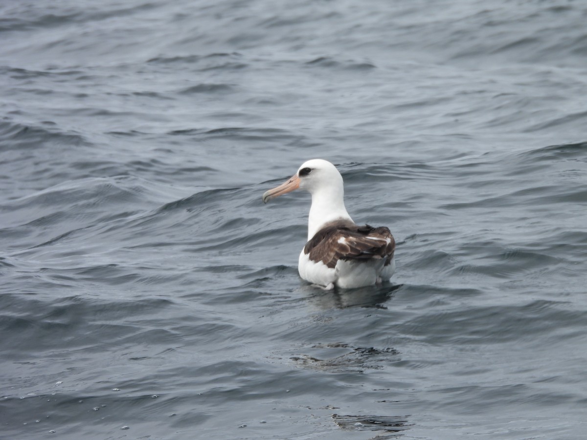Laysan Albatross - ML636544818