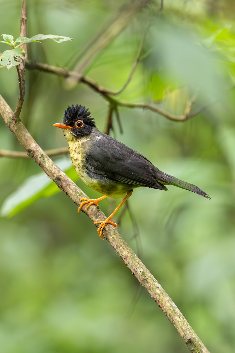 Speckled Nightingale-Thrush - ML636544877