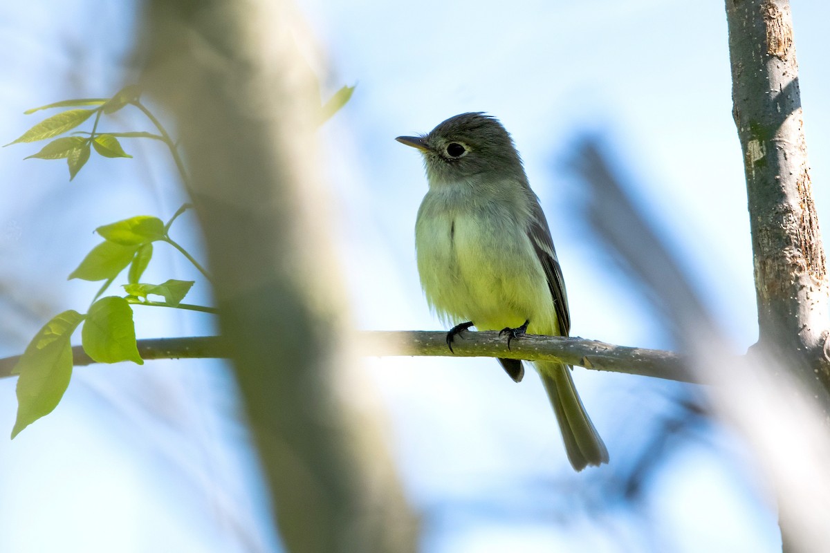 Yellow-bellied Flycatcher - Sue Barth