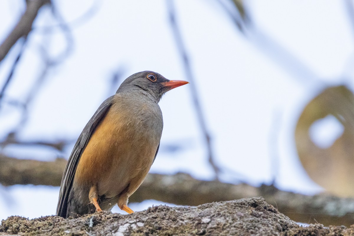 Abyssinian Thrush - ML636545052