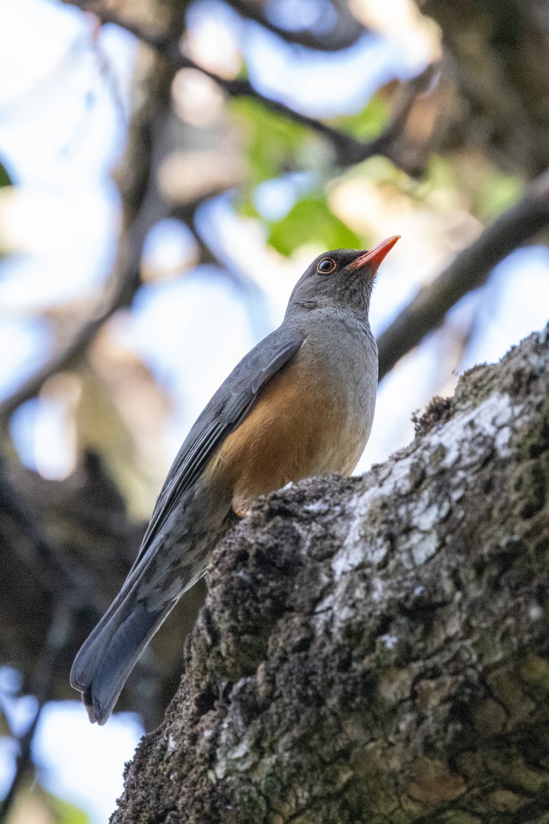Abyssinian Thrush - ML636545053