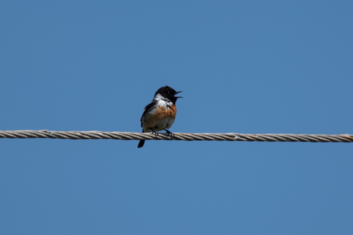 European Stonechat - ML636545132