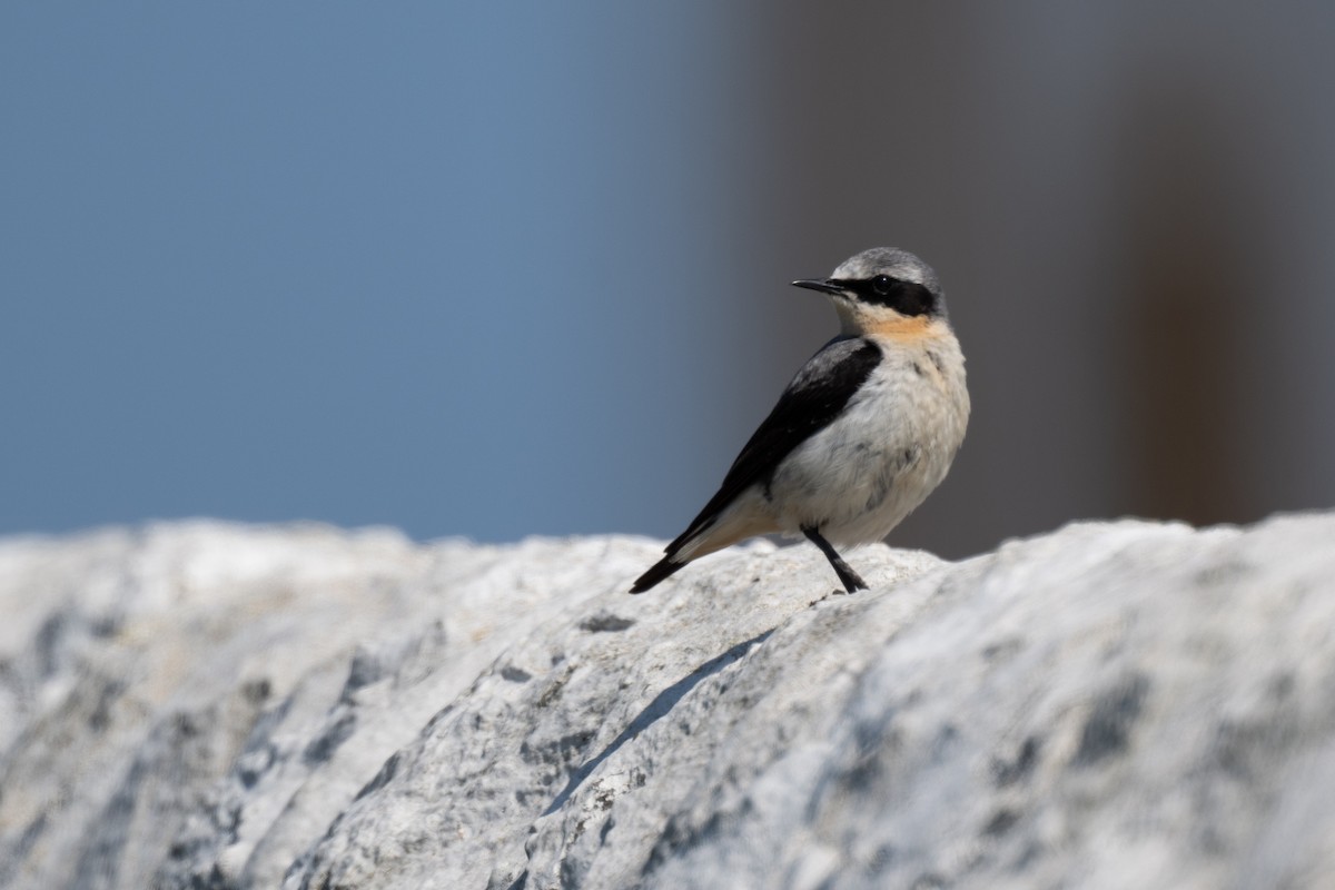 Northern Wheatear - ML636545134