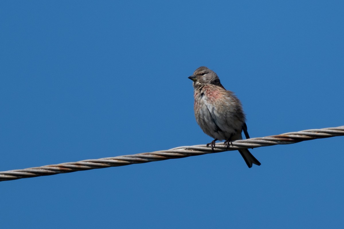 Eurasian Linnet - ML636545161