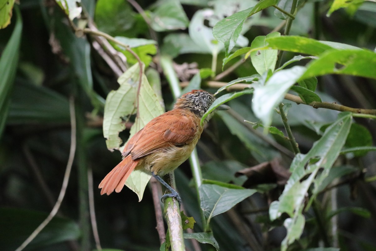 Barred Antshrike - ML636545162