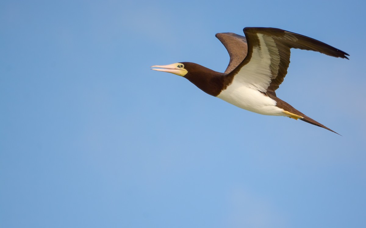 Brown Booby (Atlantic) - ML636545167