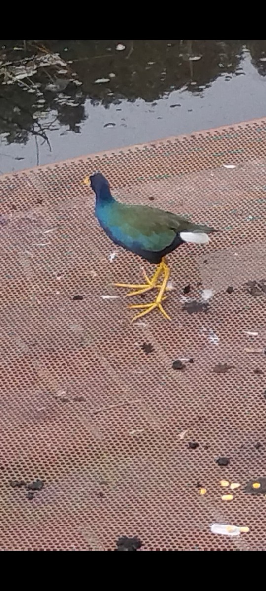 Purple Gallinule - ML636545214