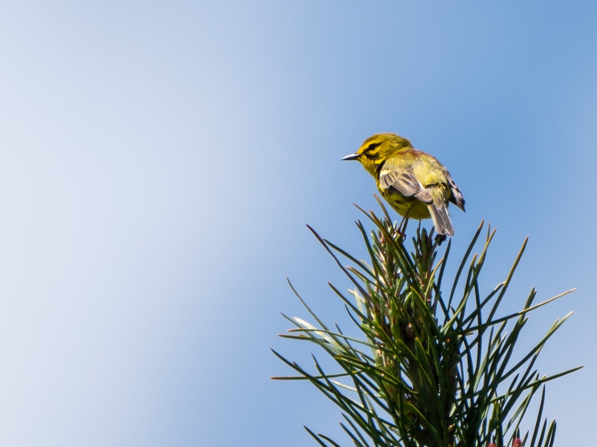 Prairie Warbler - ML636545338