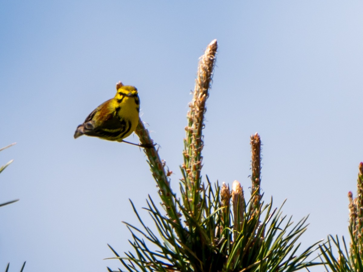 Prairie Warbler - ML636545339