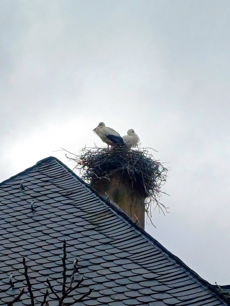 White Stork - ML636545377