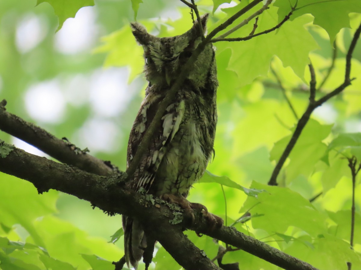 Eastern Screech-Owl - ML636545407