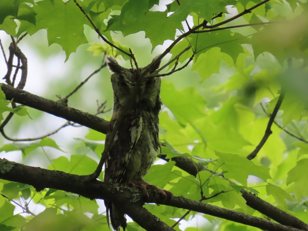 Eastern Screech-Owl - ML636545408