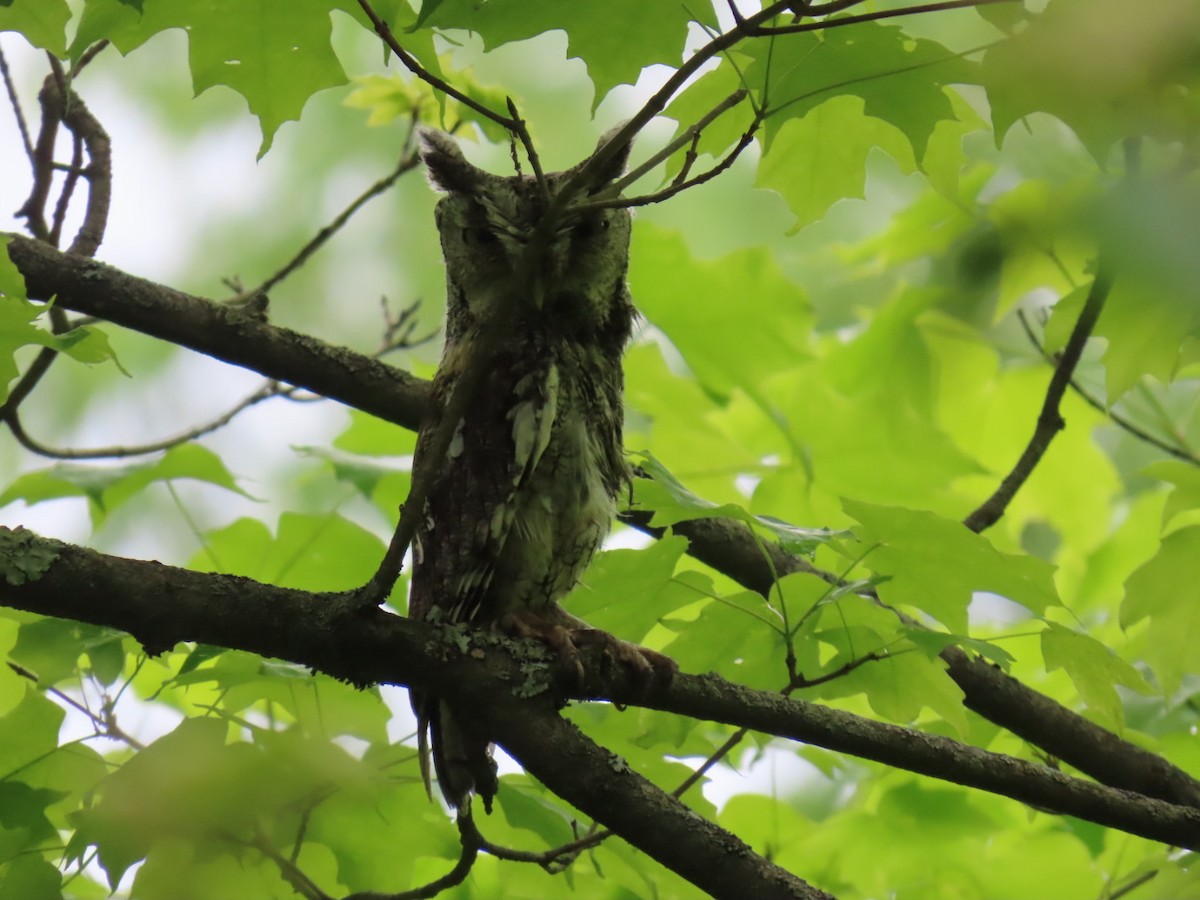 Eastern Screech-Owl - ML636545409