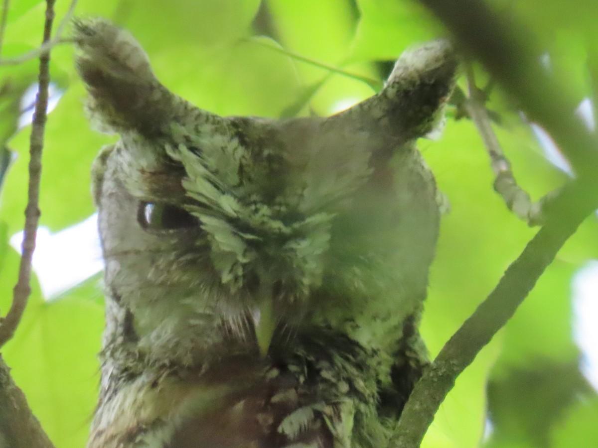 Eastern Screech-Owl - ML636545410