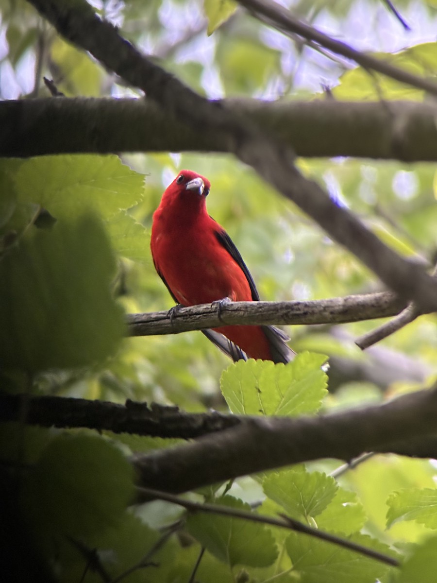 Scarlet Tanager - ML636545459