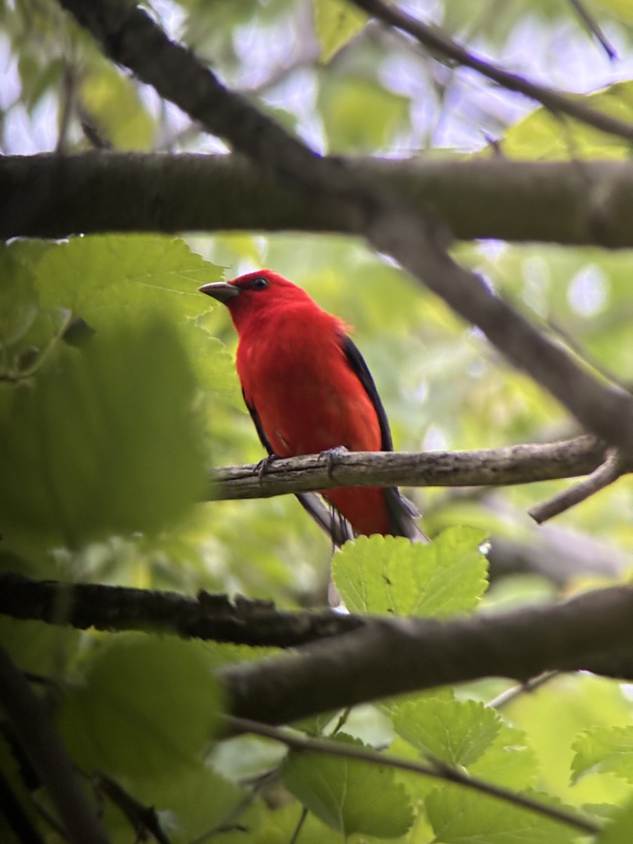 Scarlet Tanager - ML636545460