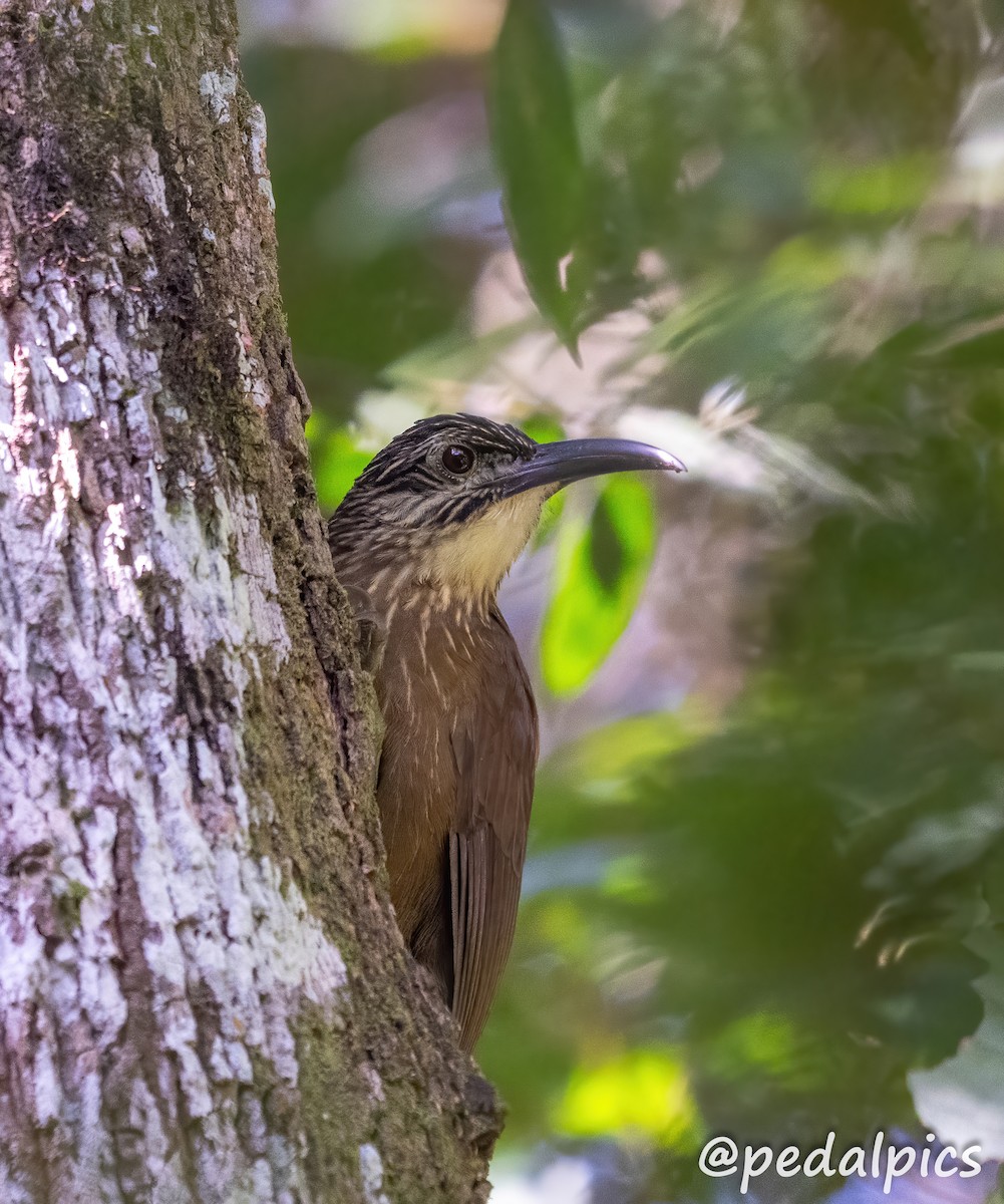 White-throated Woodcreeper - ML636545499