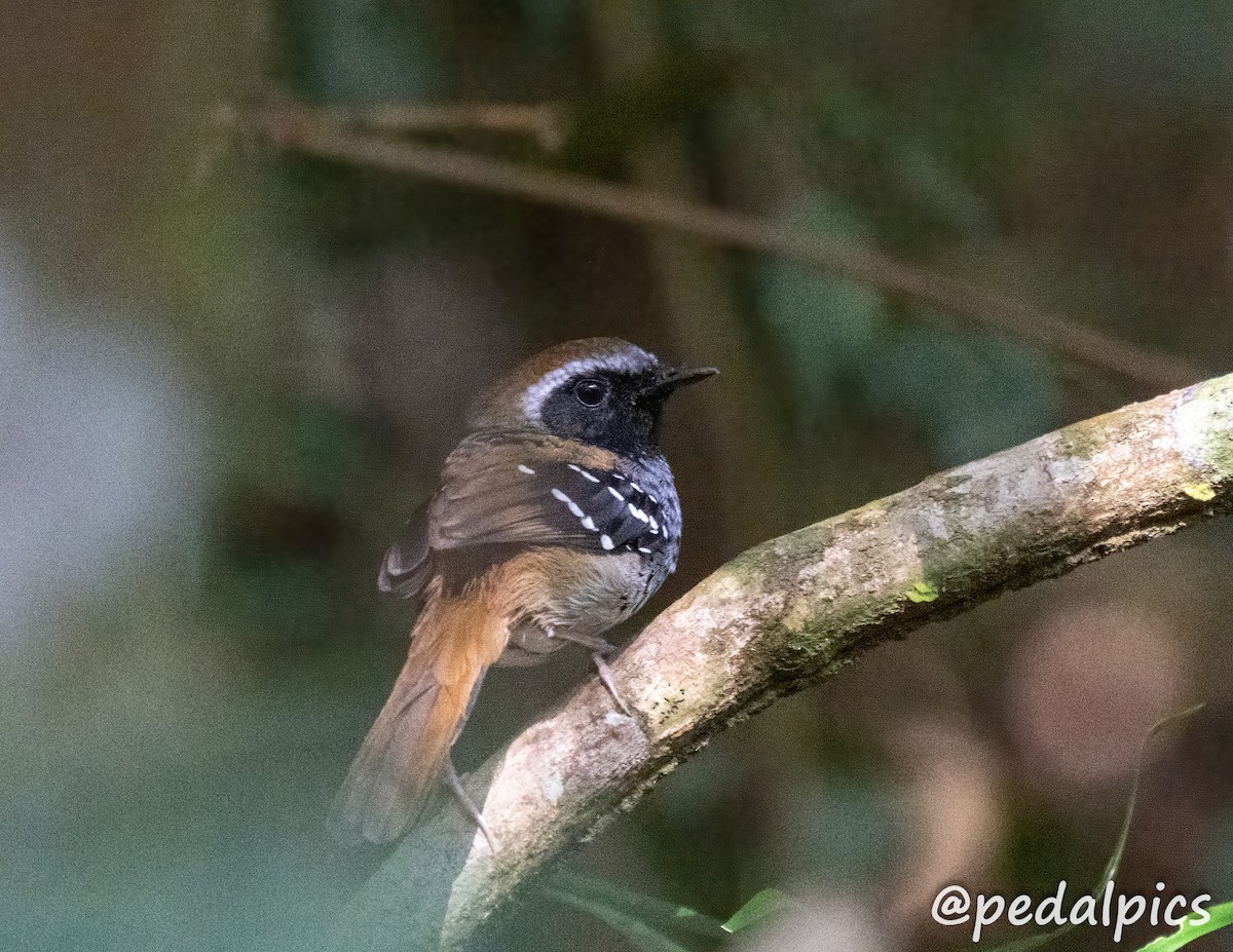 Squamate Antbird - ML636545524