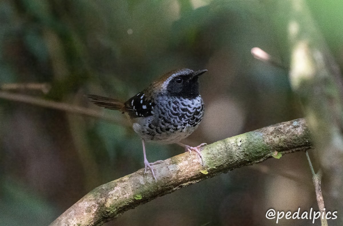 Squamate Antbird - ML636545525