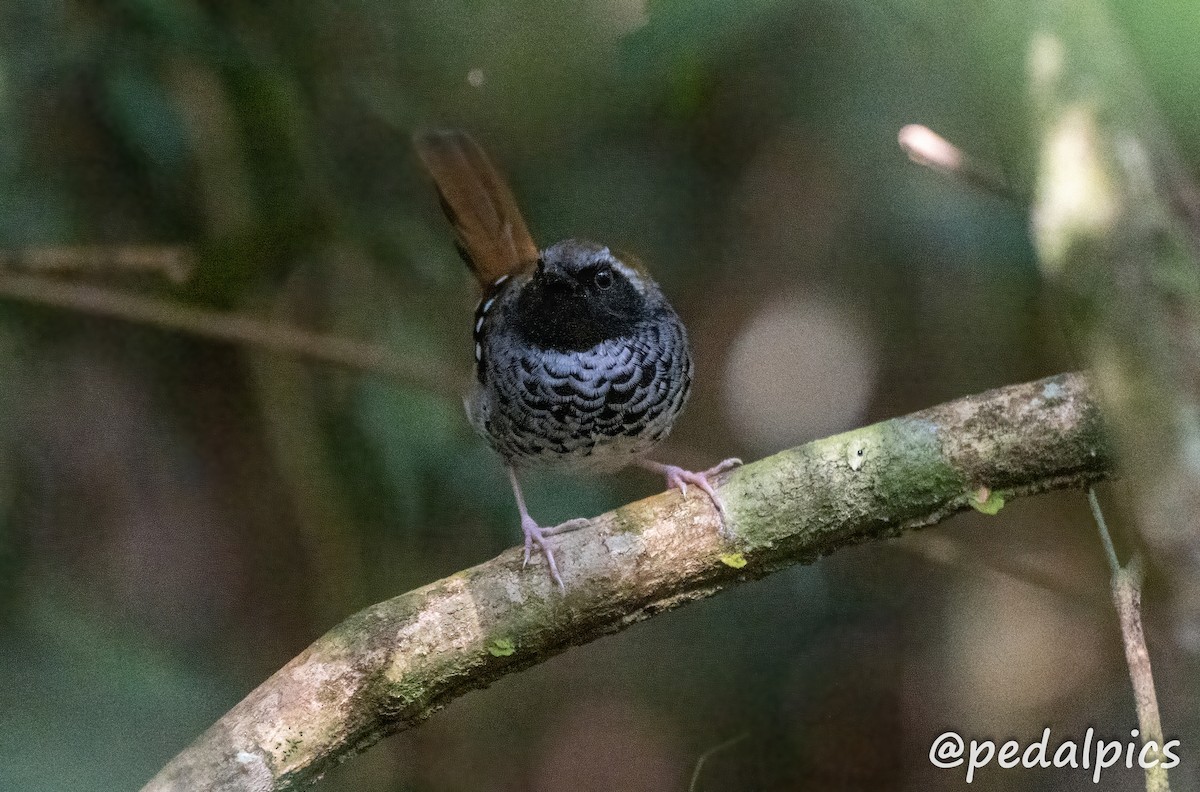Squamate Antbird - ML636545526