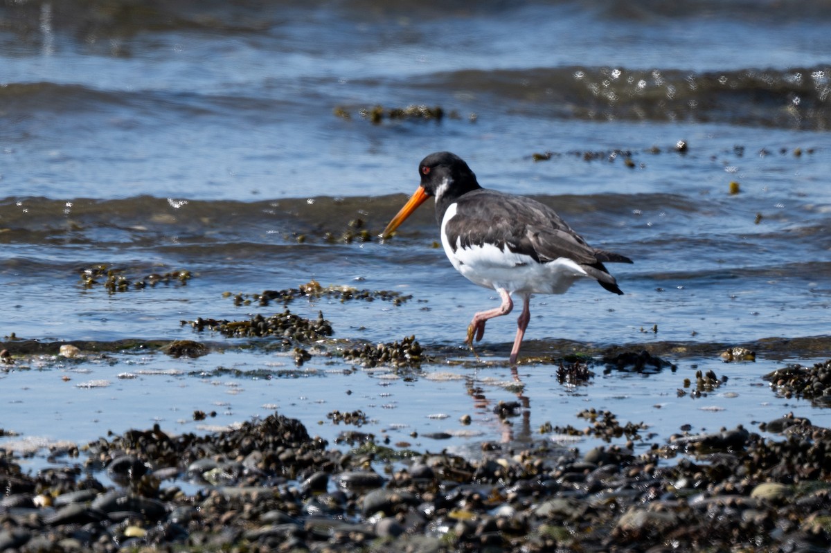Eurasian Oystercatcher - ML636545599