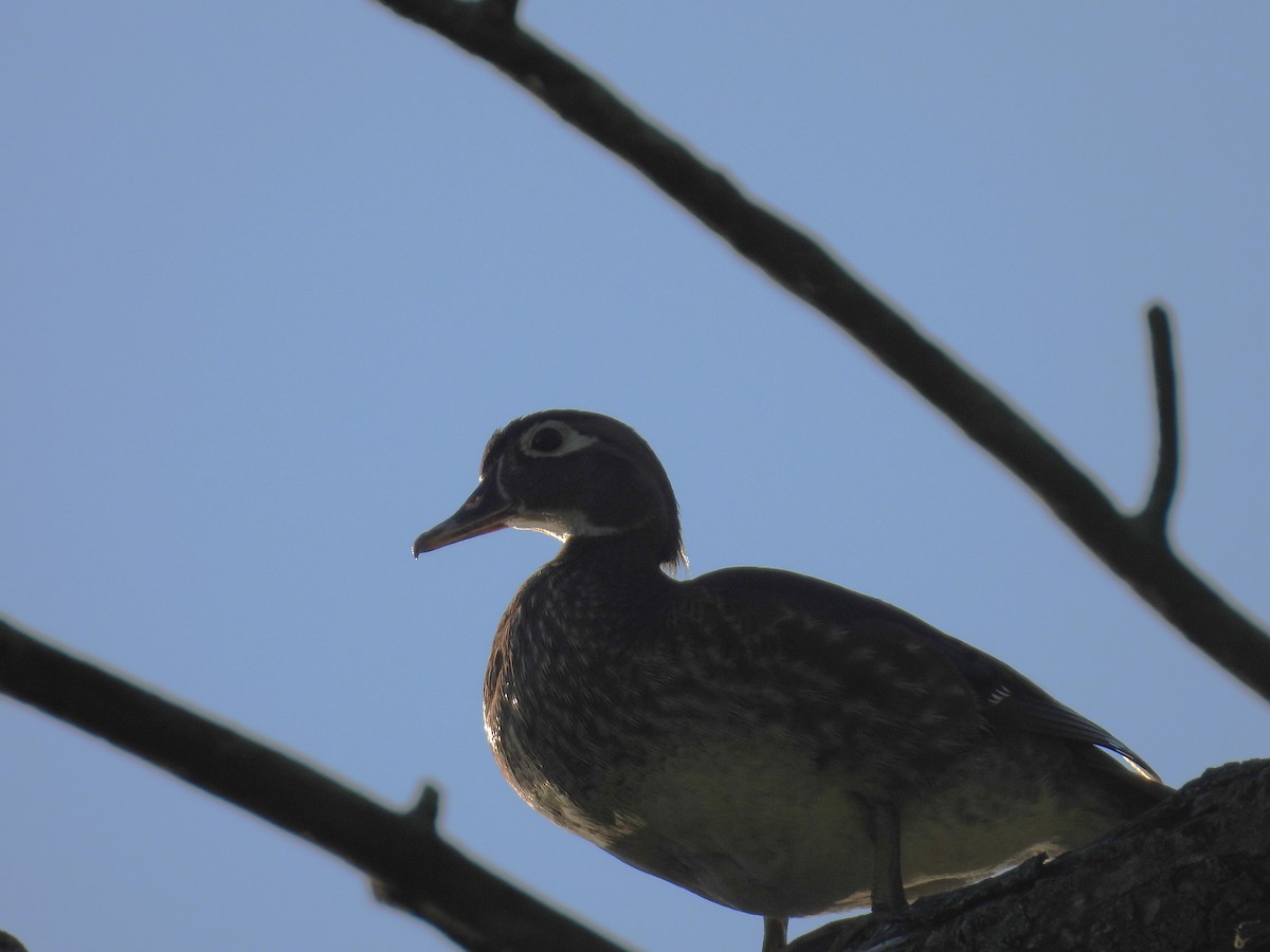 Wood Duck - ML636545609