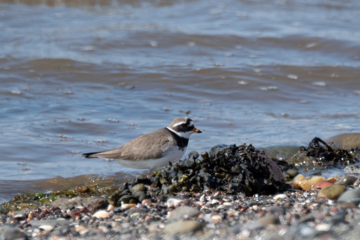 Common Ringed Plover - ML636545610