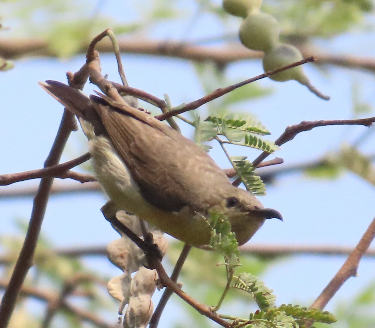 Purple Sunbird - ML636545624
