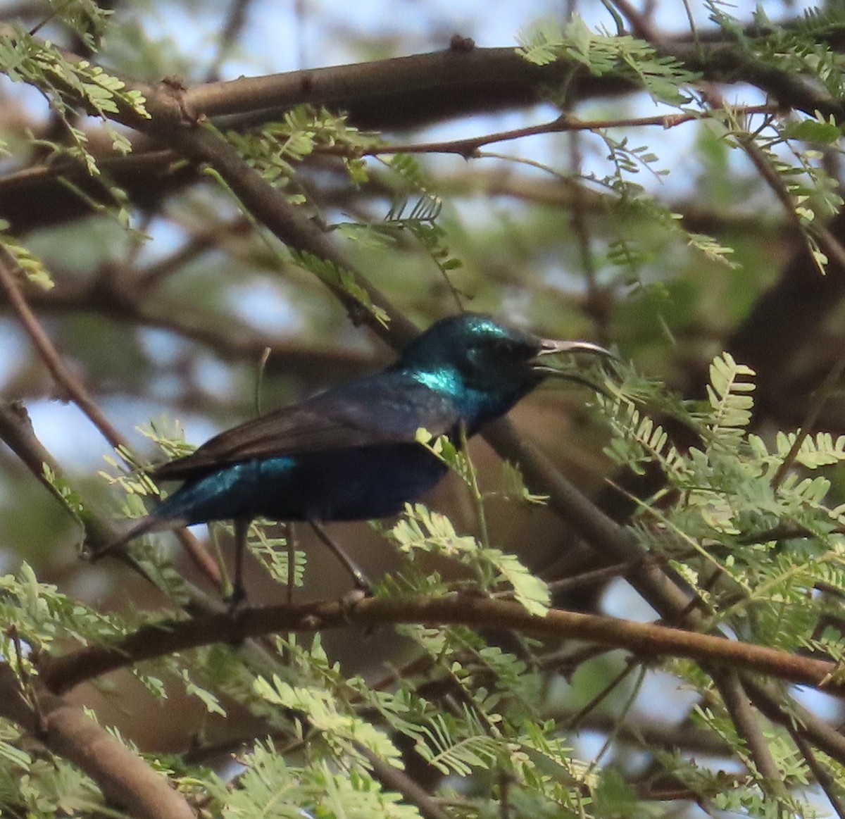 Purple Sunbird - ML636545625