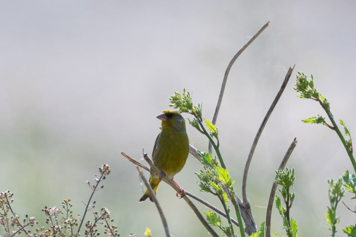 European Greenfinch - ML636545627