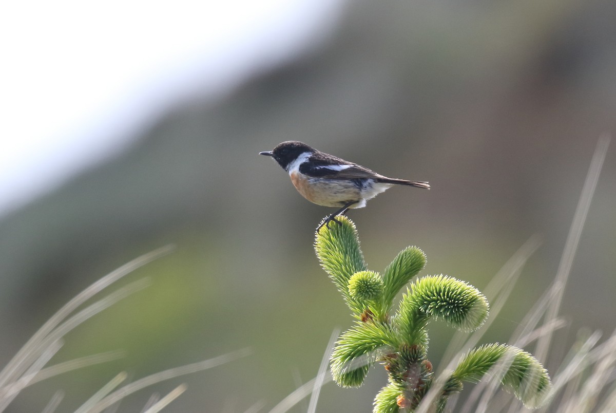 European Stonechat - ML636545693