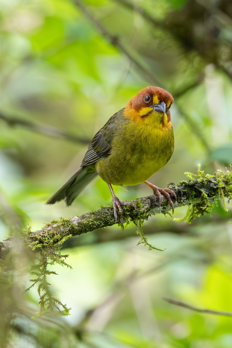 Fulvous-headed Brushfinch - ML636545725
