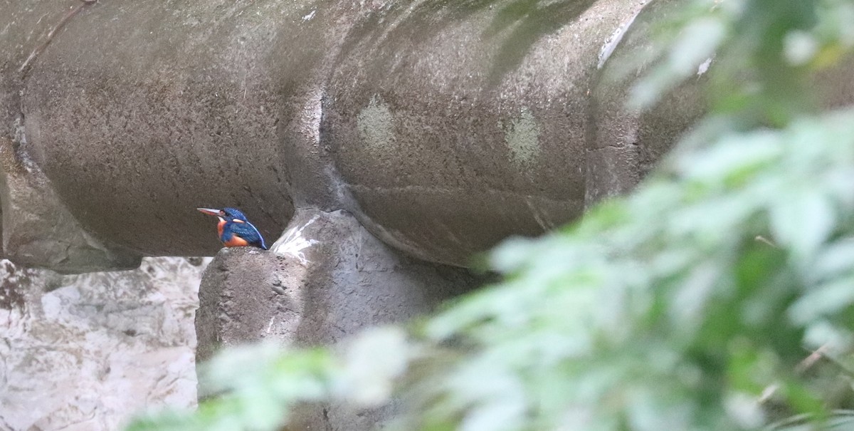 Indigo-banded Kingfisher - ML636545869