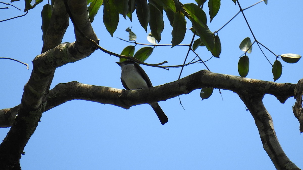 White-rumped Sirystes - ML63654591