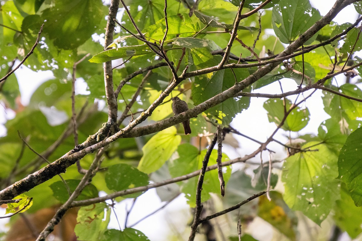 Slender-billed Xenops - ML636545961