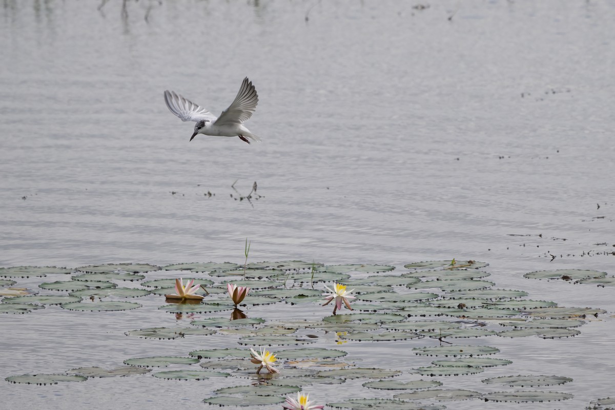 River Tern - ML636546007