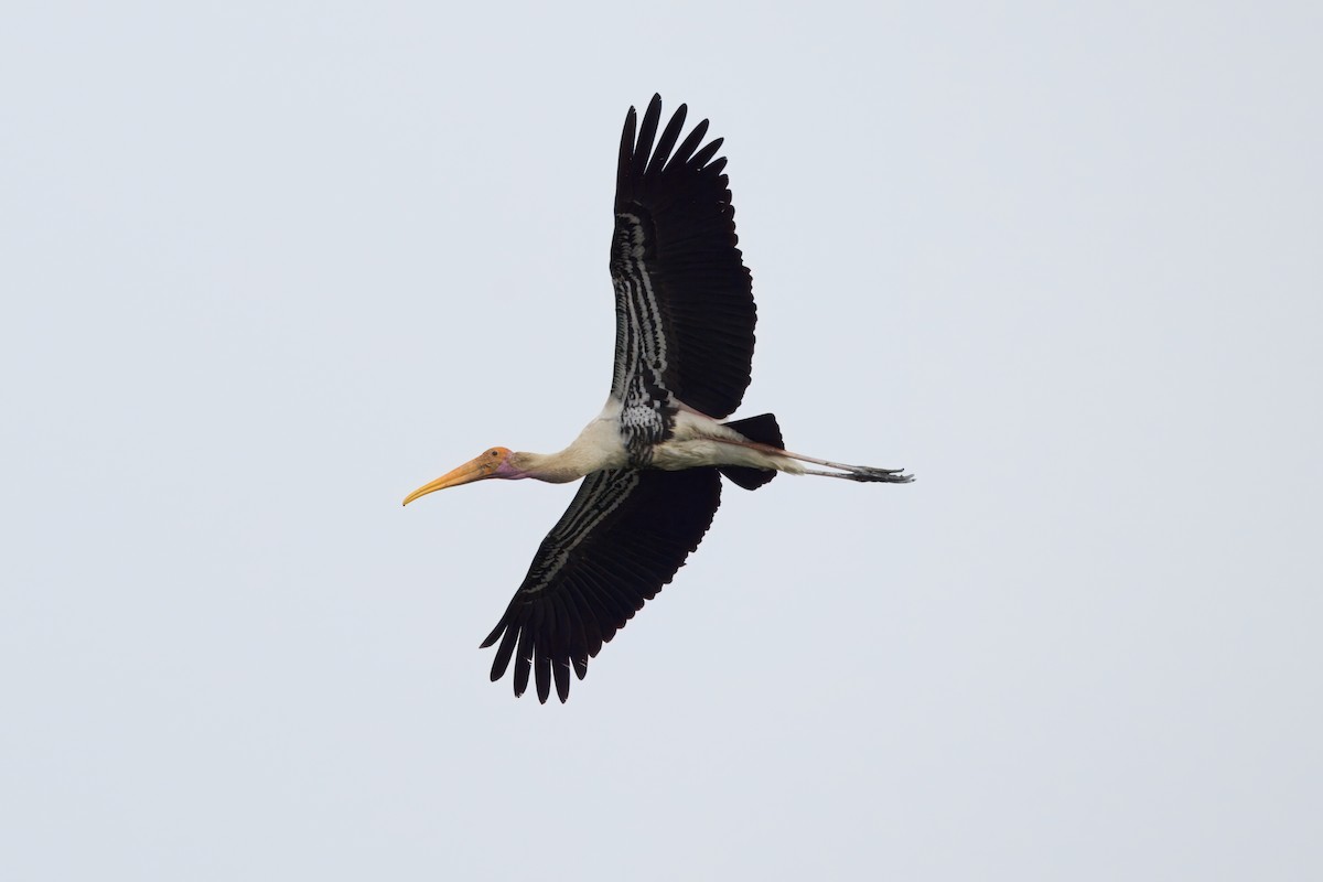 Painted Stork - ML636546011