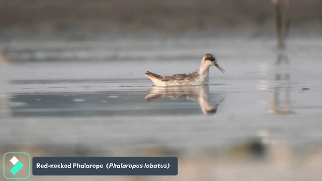Red-necked Phalarope - ML636546044