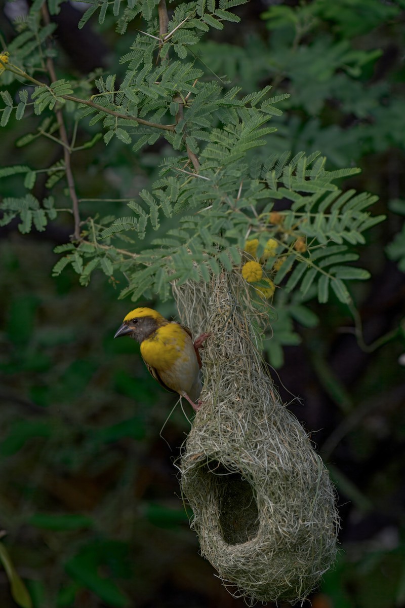 Baya Weaver - ML636546082