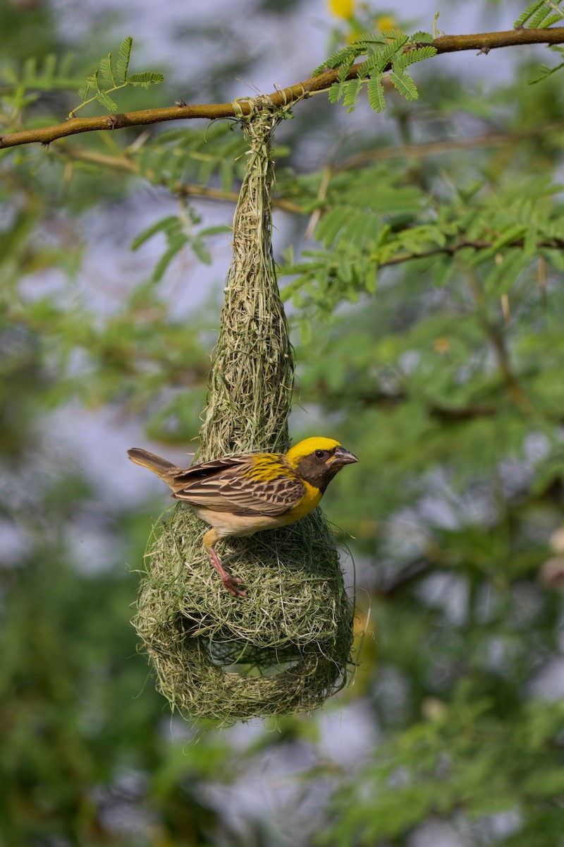 Baya Weaver - ML636546083