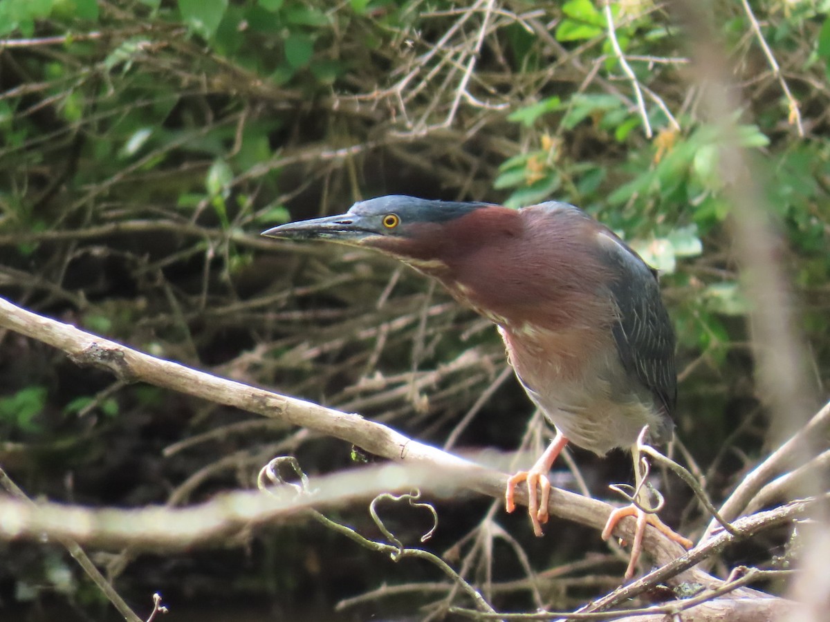 Green Heron - ML636546088
