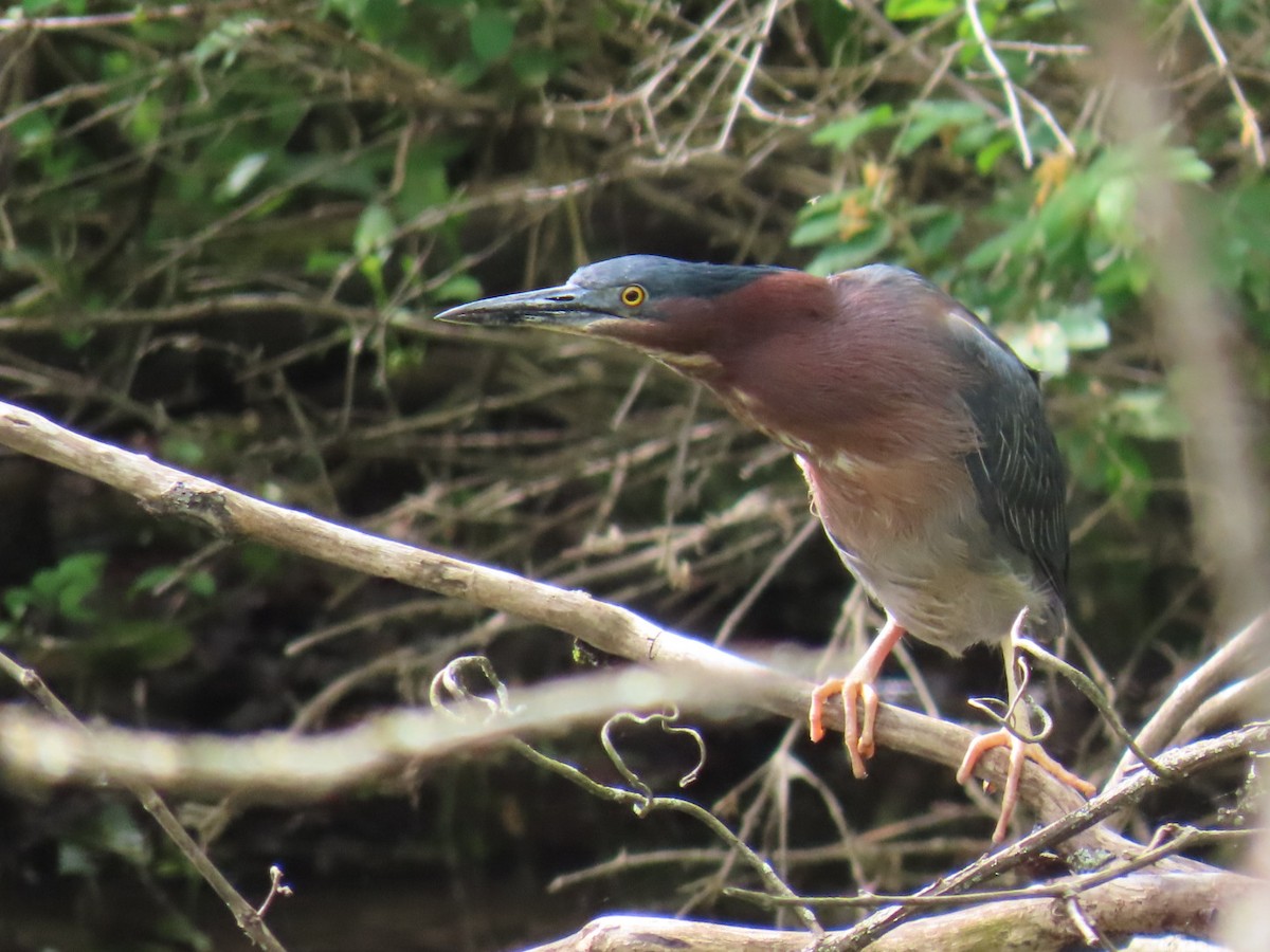 Green Heron - ML636546101