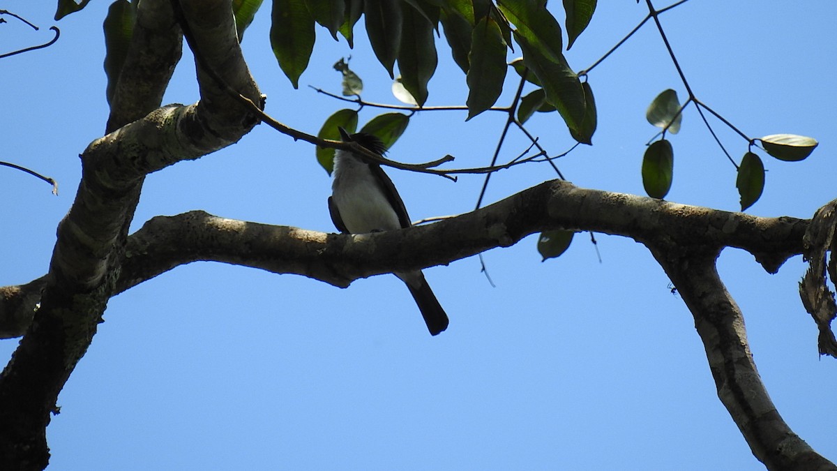 White-rumped Sirystes - Jorge Muñoz García   CAQUETA BIRDING