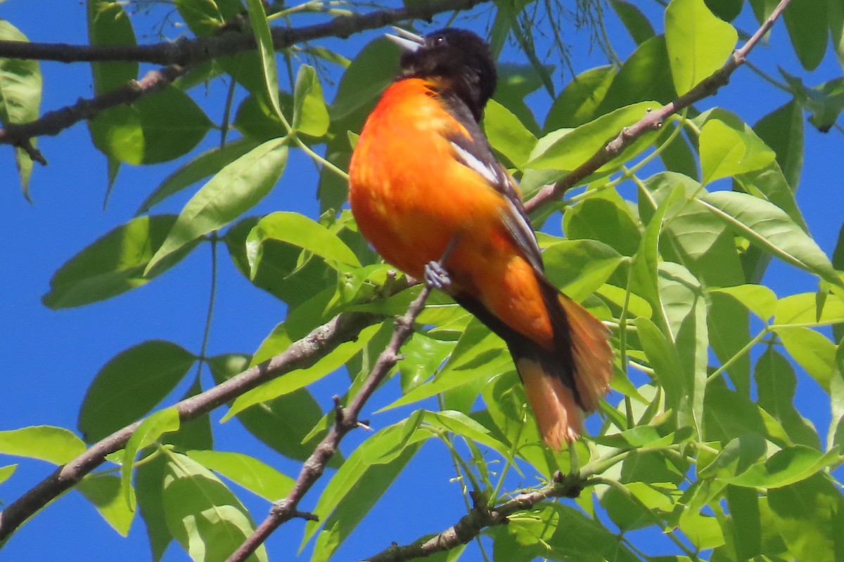 Baltimore Oriole - ML636546110