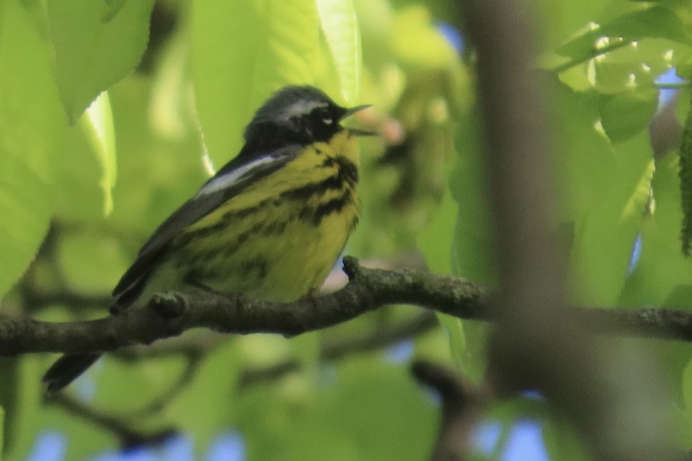 Magnolia Warbler - ML636546146