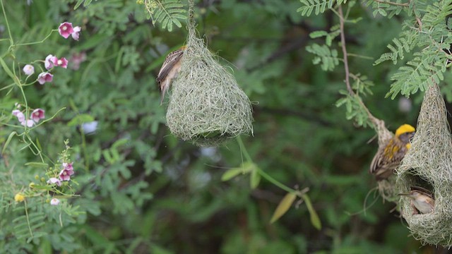 Baya Weaver - ML636546170