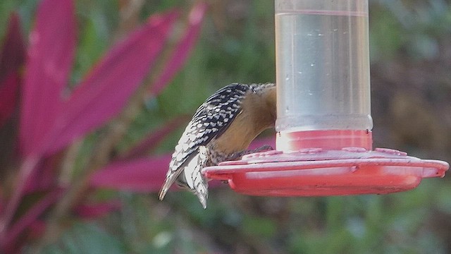 Red-crowned Woodpecker - ML636546176