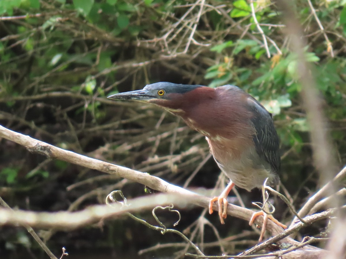 Green Heron - ML636546194