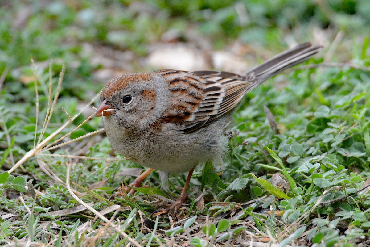 Field Sparrow - ML636546204